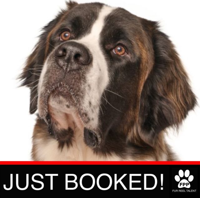 JUST BOOKED! Speedy booked an upcoming commercial!