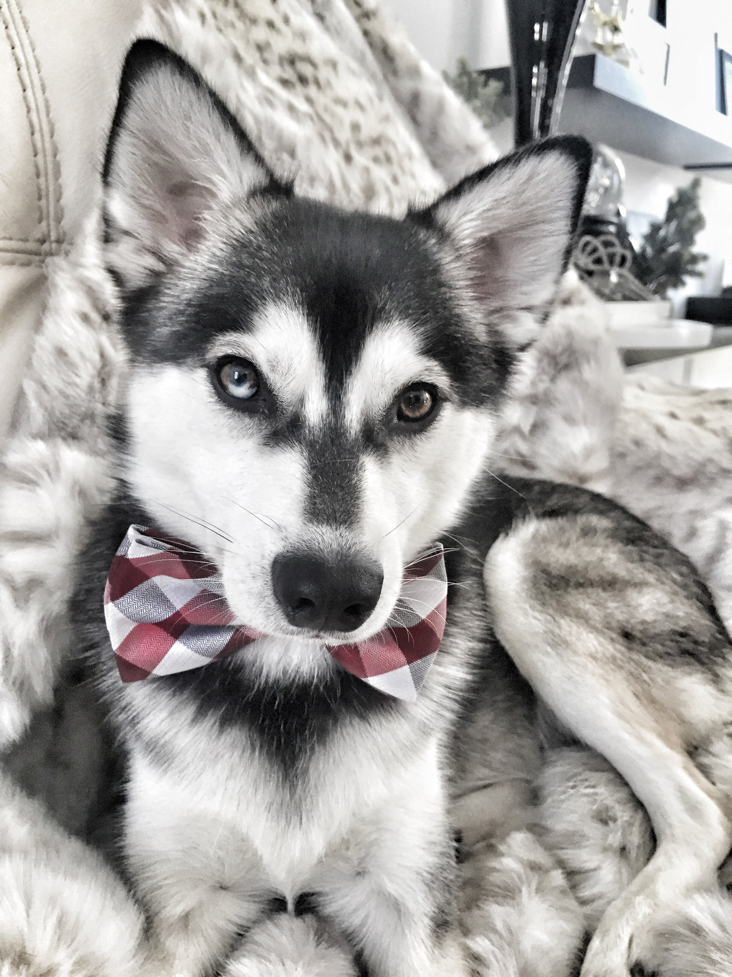 do alaskan klee kai howl