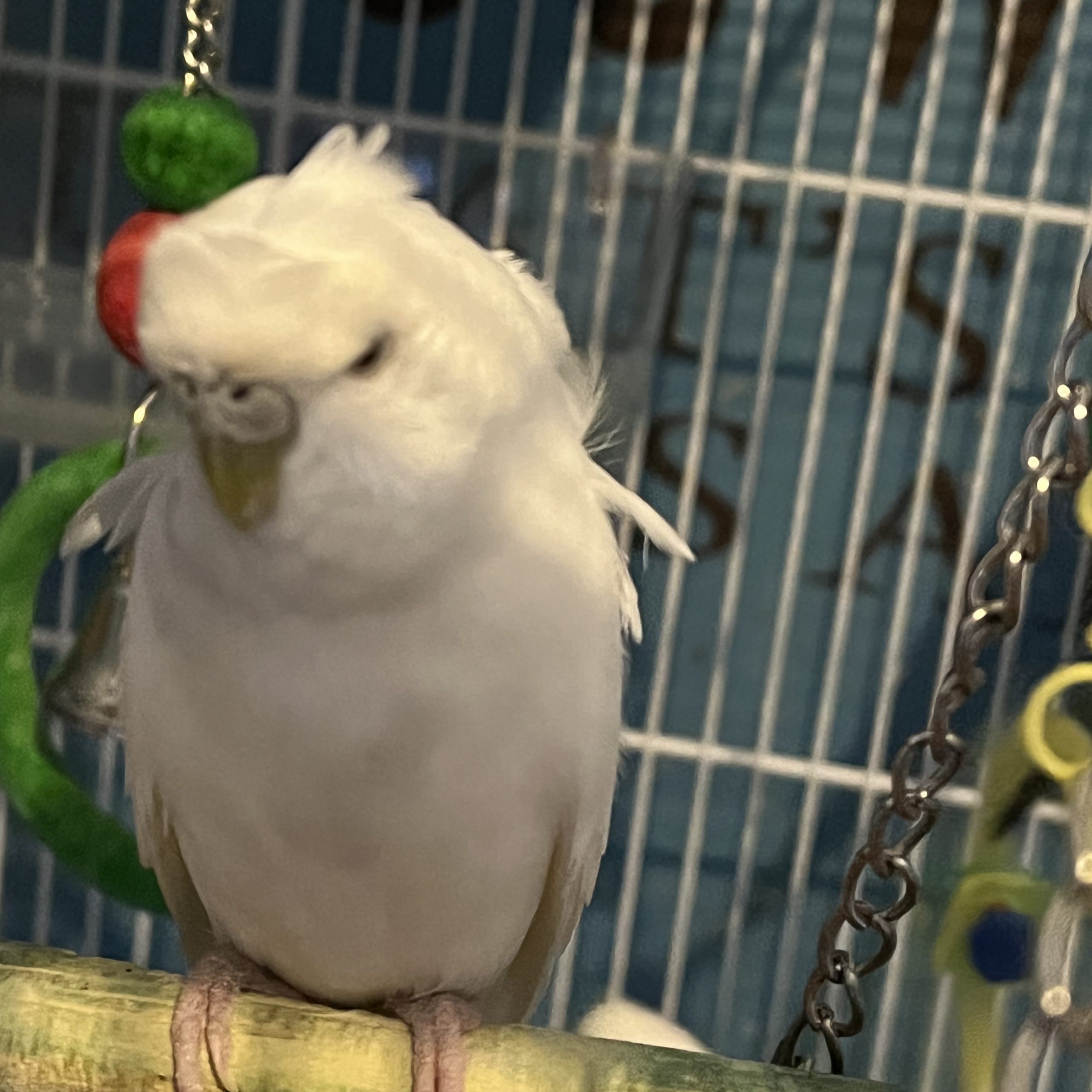 JC Budgies - Furry People Productions