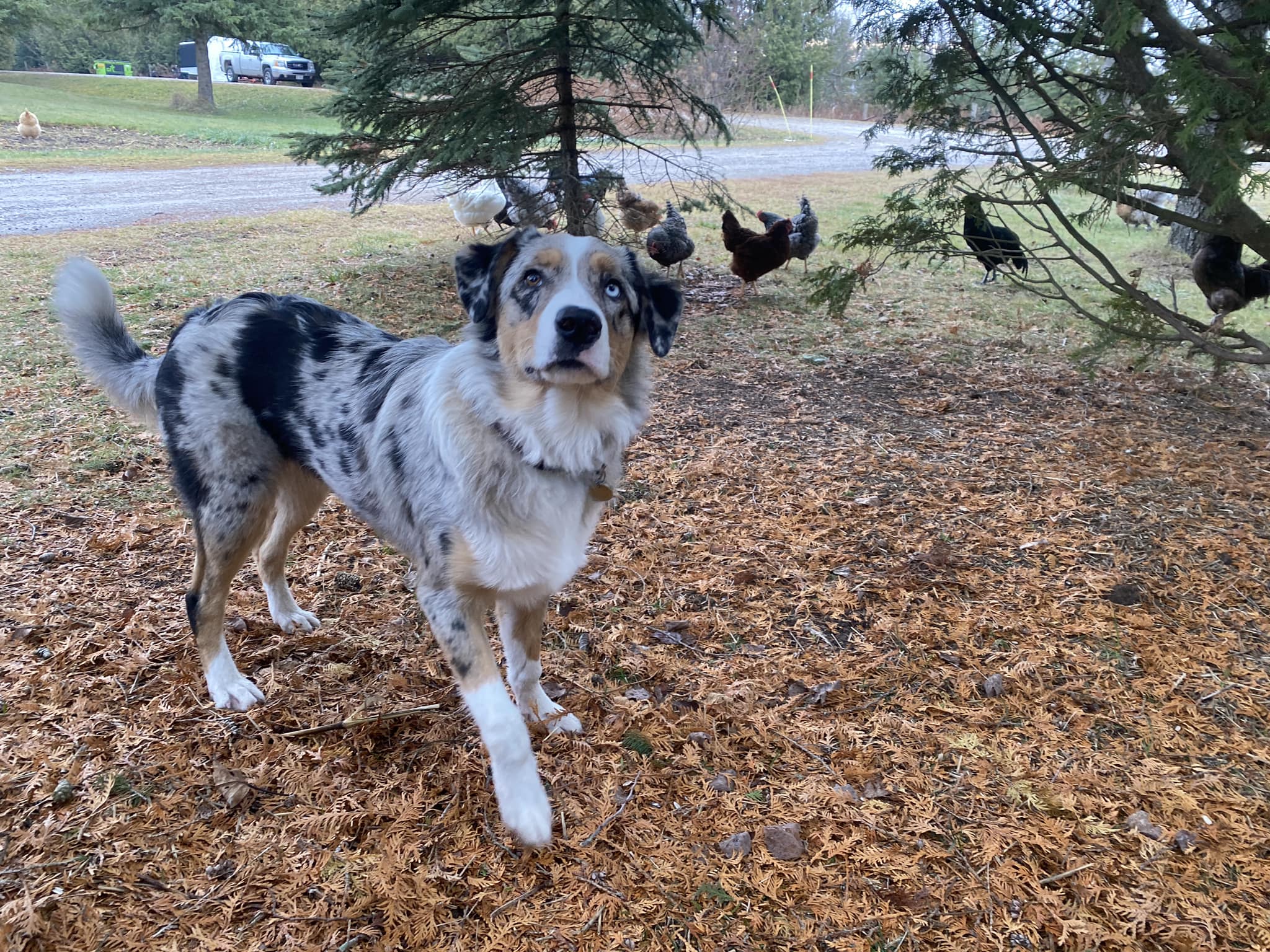 Husky clearance blue merle