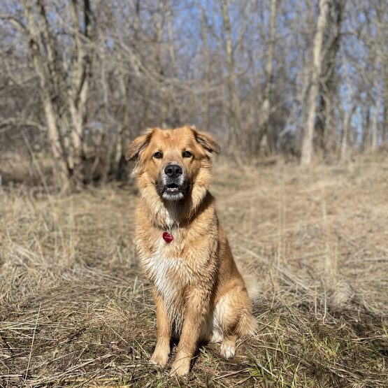 Fergus / Gus