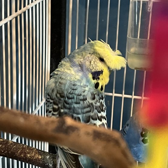 Crested Budgie