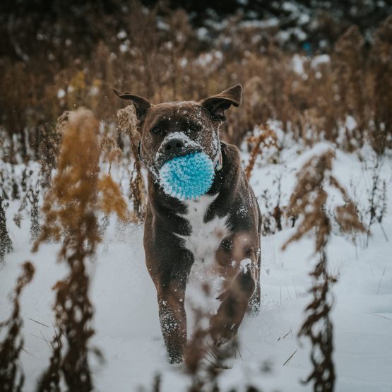 Kane