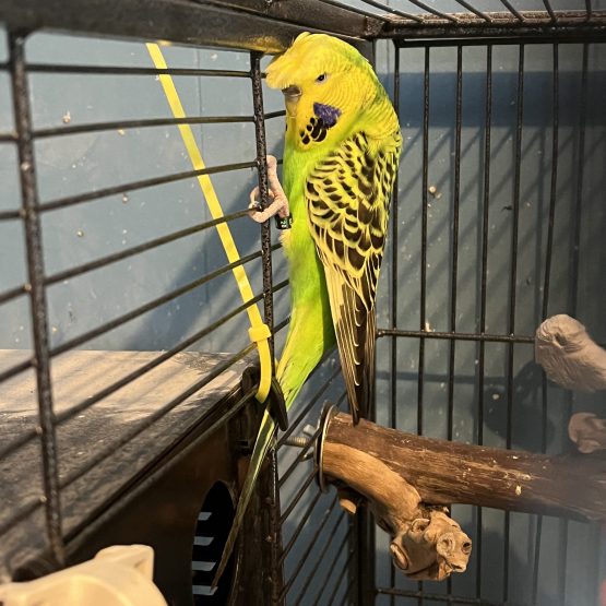 Crested Budgie