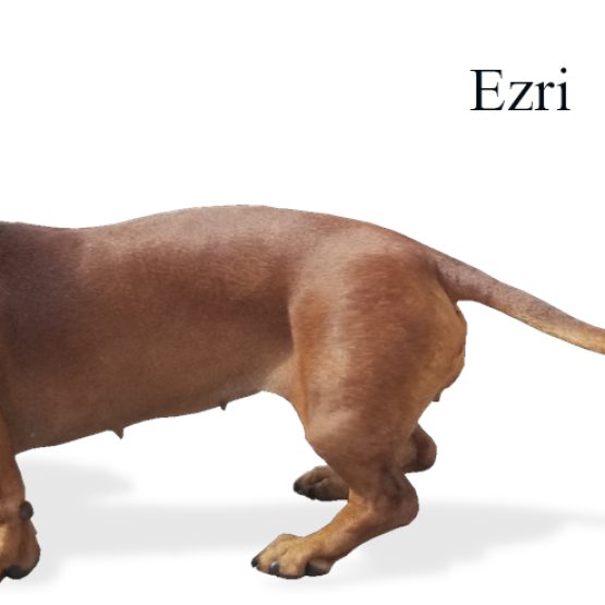 Ezri